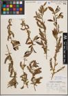 Foto von Salix eriocephala var. watsonii (Bebb) Dorn